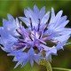 Cornflower - semi di Fiordaliso, confezione in alluminio