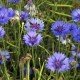 Cornflower - semi di Fiordaliso, confezione in alluminio