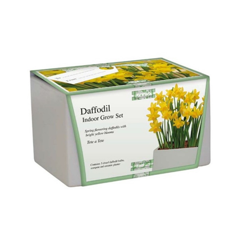 Kit Coltivazione Fiori di Narciso Nano Tete a Tete di colore Giallo, con  vaso in ceramica, terriccio e bulbi