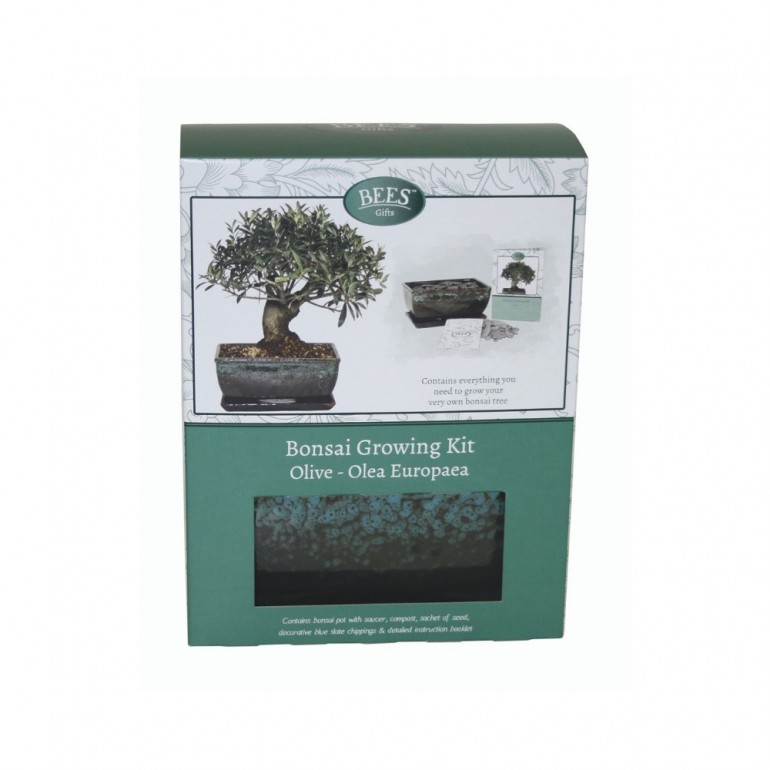 Kit Coltivazione Bonsai "Ulivo", con vaso, terriccio, scaglie di ardesia e semi