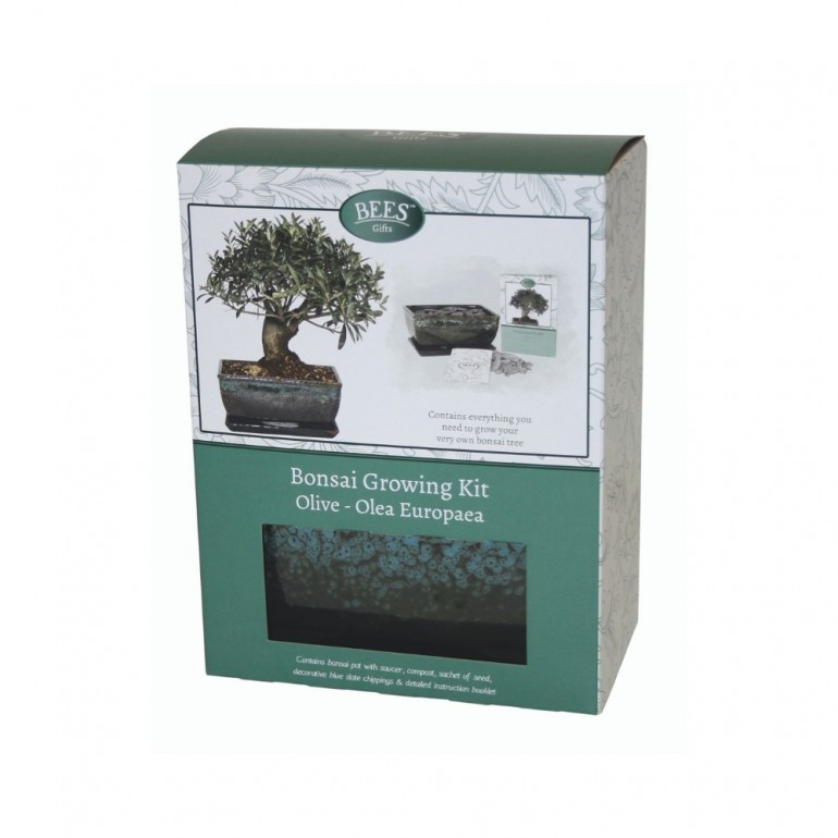 Kit Coltivazione Bonsai "Ulivo", con vaso, terriccio, scaglie di ardesia e semi