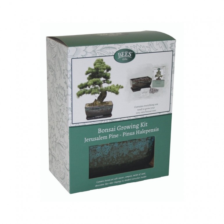 Kit Coltivazione Bonsai "Pino d'Aleppo", con vaso, terriccio, scaglie di ardesia e semi