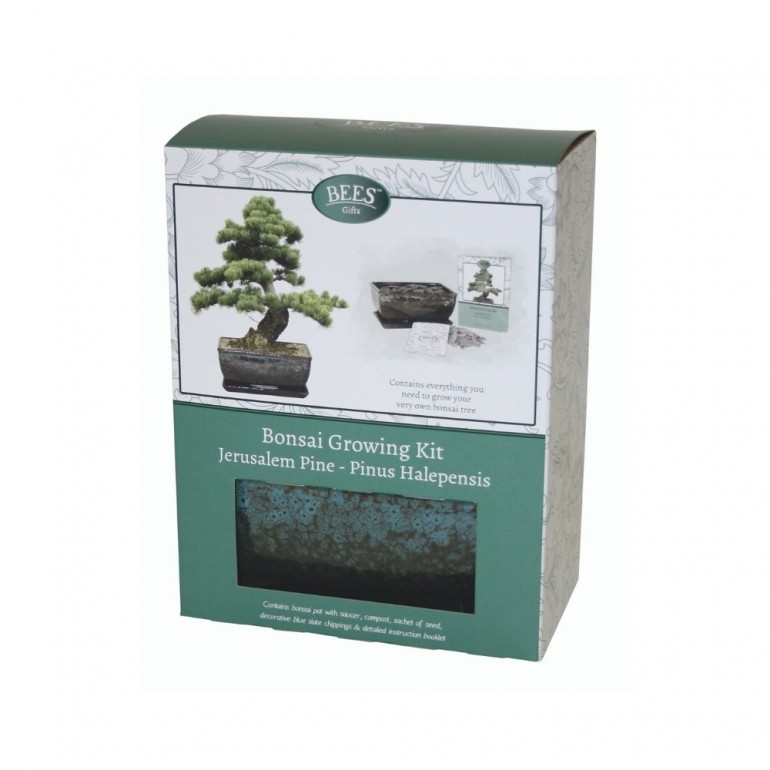 Kit Coltivazione Bonsai "Pino d'Aleppo", con vaso, terriccio, scaglie di ardesia e semi