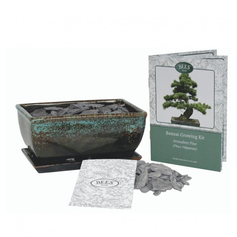 Kit Coltivazione Bonsai "Pino d'Aleppo", con vaso, terriccio, scaglie di ardesia e semi